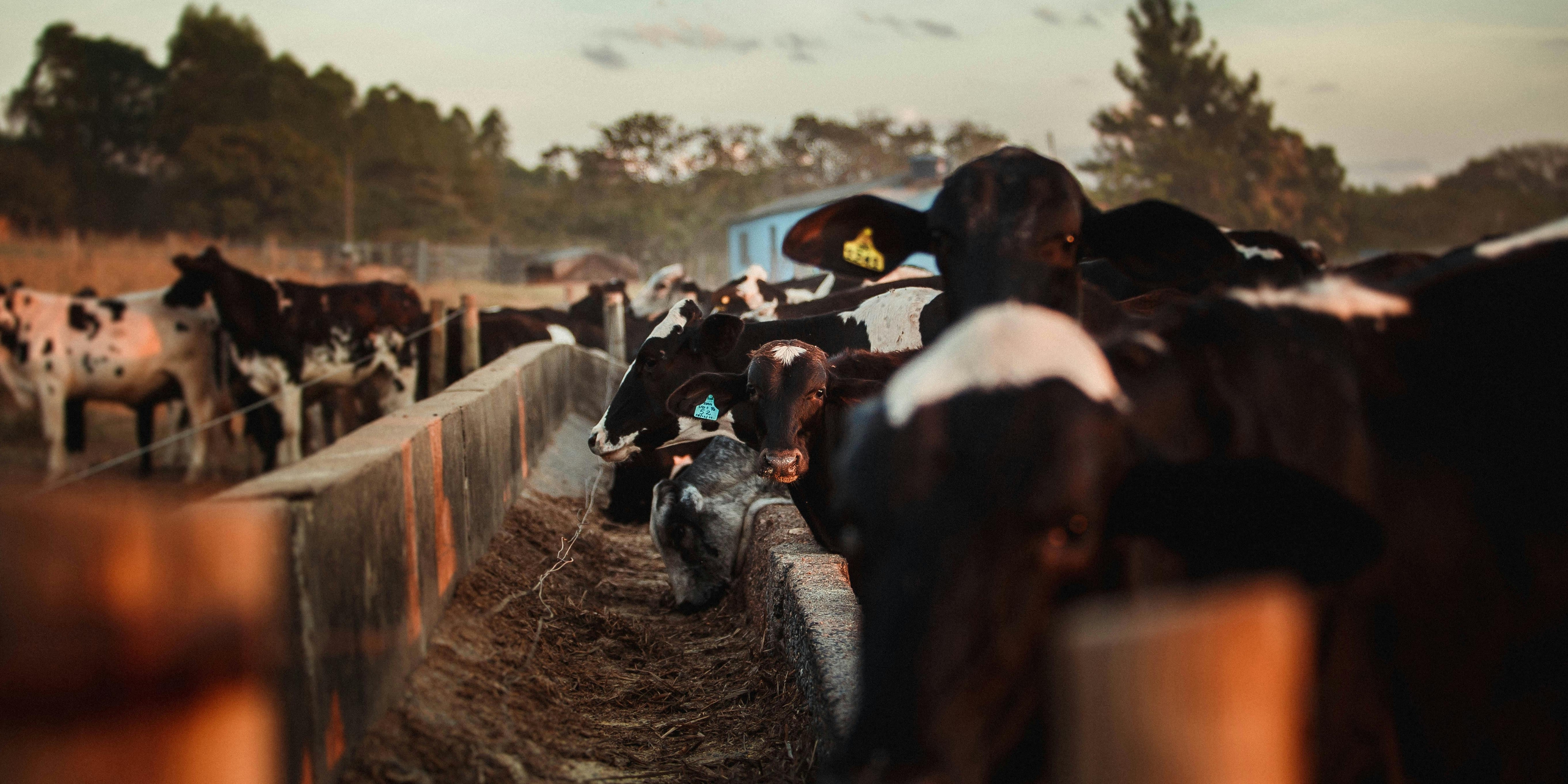 Fazenda leiteira moderna